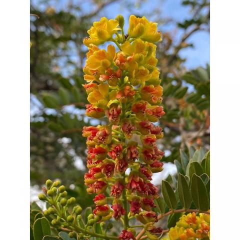 Tara (Caesalpinia Spinosa) Gum | Skincare Ingredient | Skin Care Products