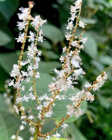 Polygonum Cuspidatum root extract | Japanese knotweed | Skin care products