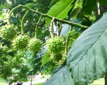 Seeds of horse chestnut