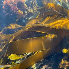 Laminaria Digitata - Kelp seaweed
