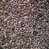 Castor beans