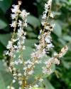Polygonum Cuspidatum (Reynoutria japonica or Japanese knotweed)